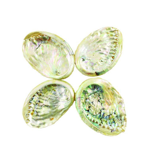 Abalone Shells Bowl for Smudging 2"-3"