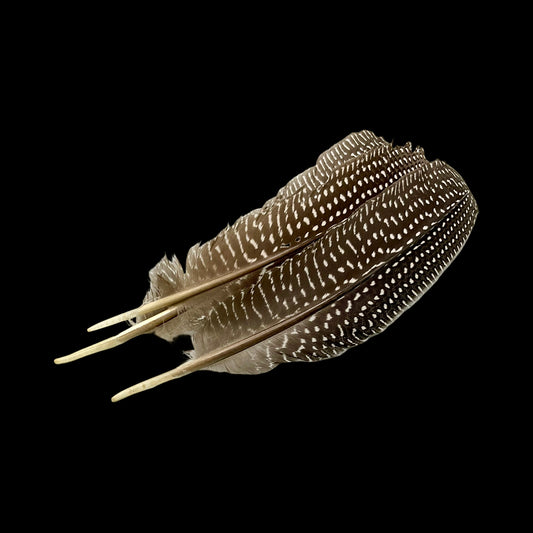 Spotted Pheasant Feathers